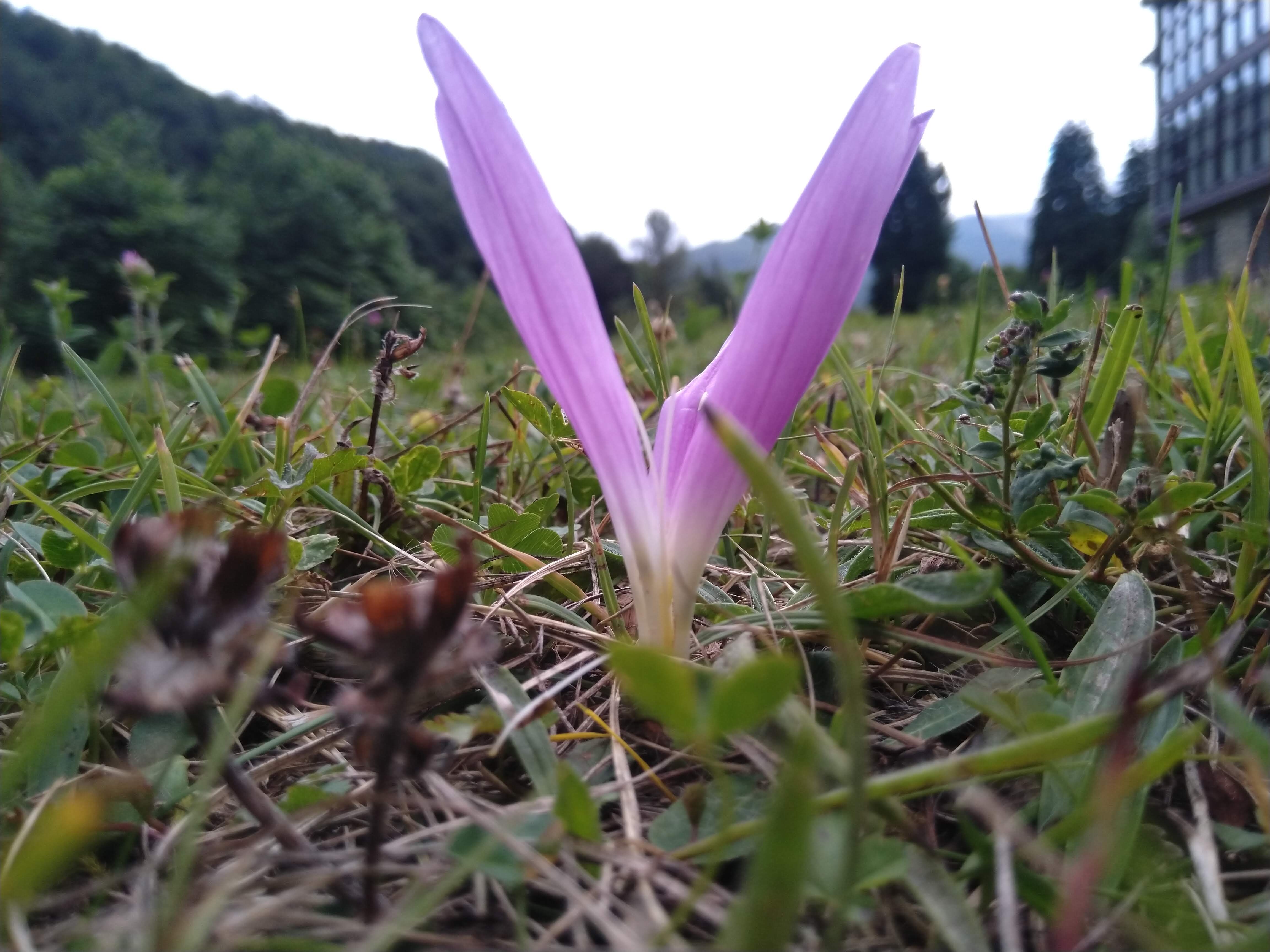 Sistema de toma de datos protección flora y fauna